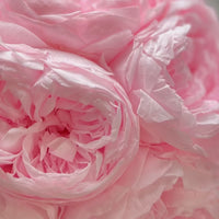 Creme Peony Rosette Dôme