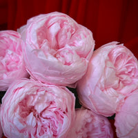 Creme Dozen Peony Rosette
