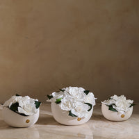 Jolie Belle - Gardenia