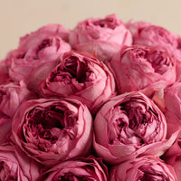 Grande Creme Peony Rosette