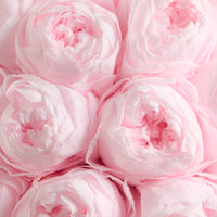 Grande Creme Peony Rosette