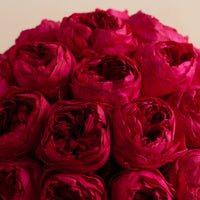 Grande Creme Peony Rosette