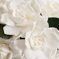 Jolie Grande - Gardenia