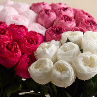 Creme Dozen Peony Rosette