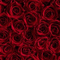 BLACK FRIDAY SPECIAL: Grande Round