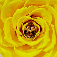 Birthstone Collection - November by La Fleur Lifetime Flowers