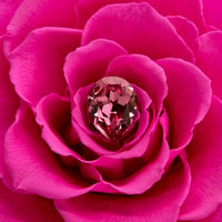 Birthstone Collection - October by La Fleur Lifetime Flowers