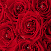 Radiance Dome by La Fleur Lifetime Flowers