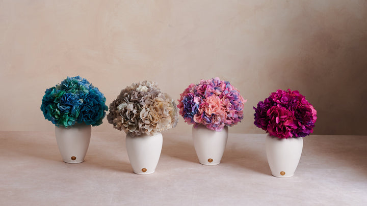 Hydrangea Collection