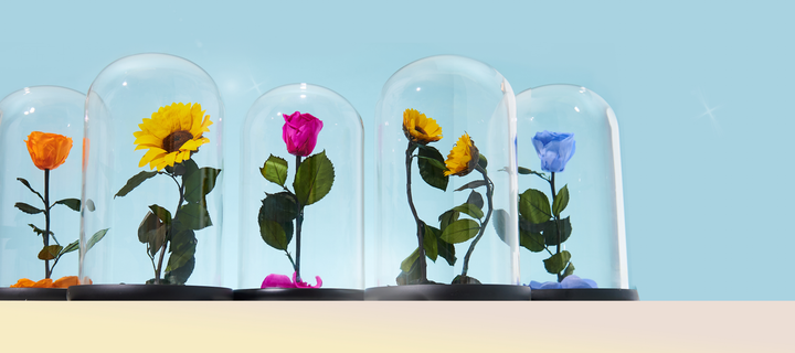 Enchanted Collection