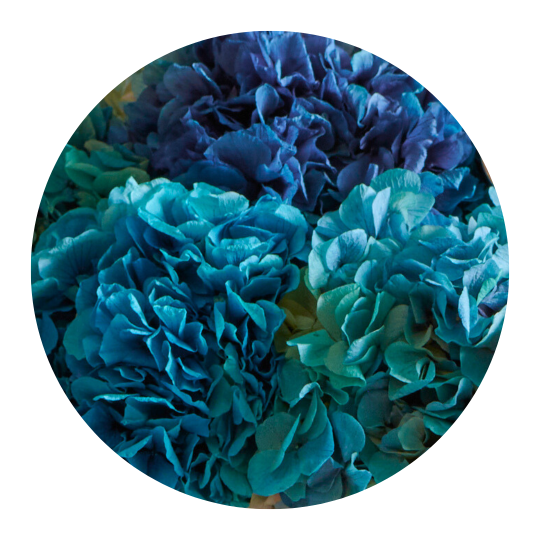 Hydrangeas