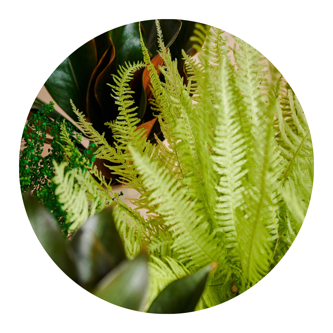 Plants