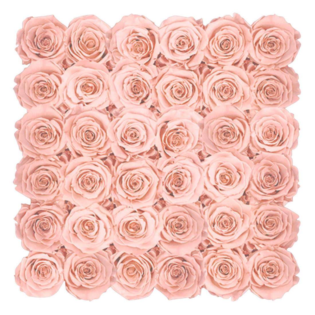 Grande Square - Blush Velvet by La Fleur Lifetime Flowers
