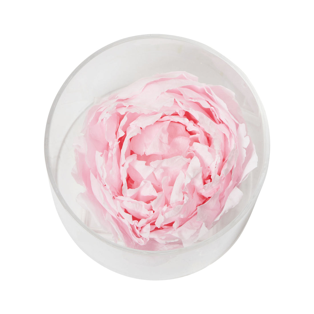 Peony Single by La Fleur Lifetime Flowers