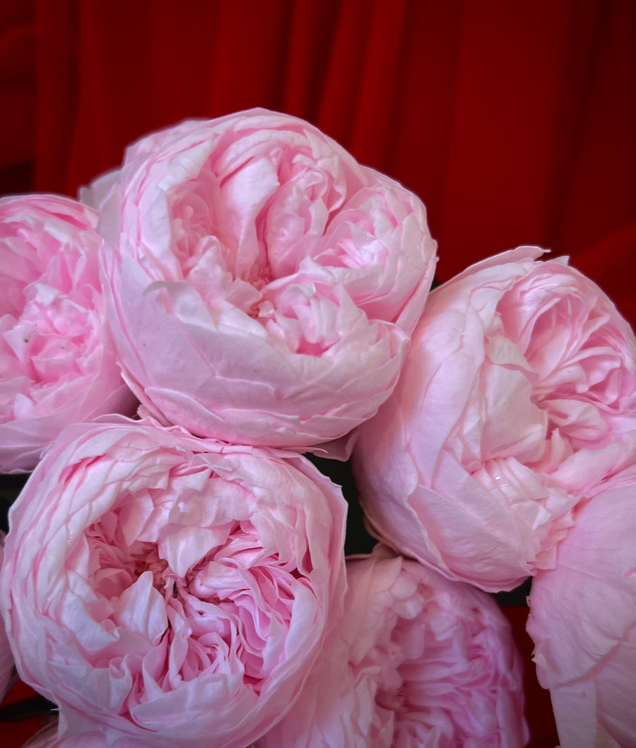 Creme Dozen Peony Rosette