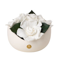 Jolie Petite - Gardenia