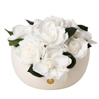 Jolie Grande - Gardenia
