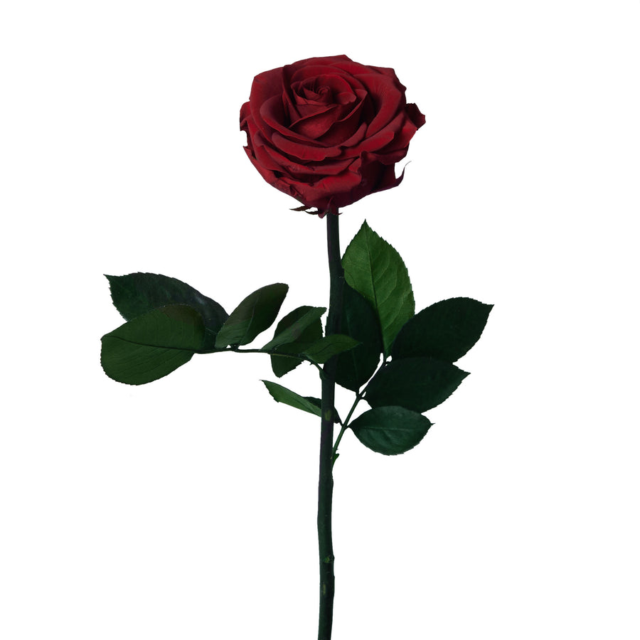 Single Long Stem - Rose