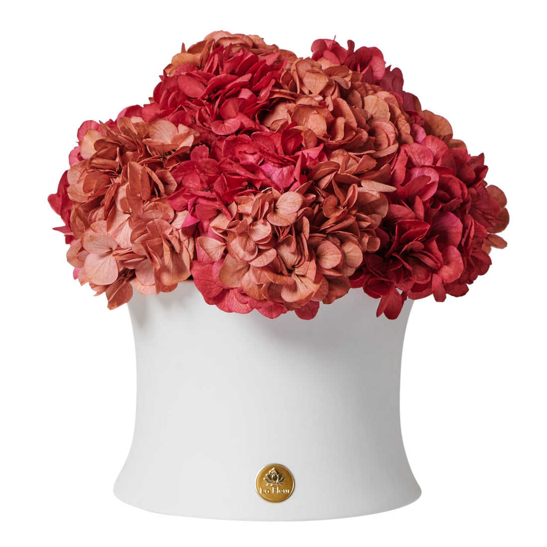 Grande Creme Hydrangea