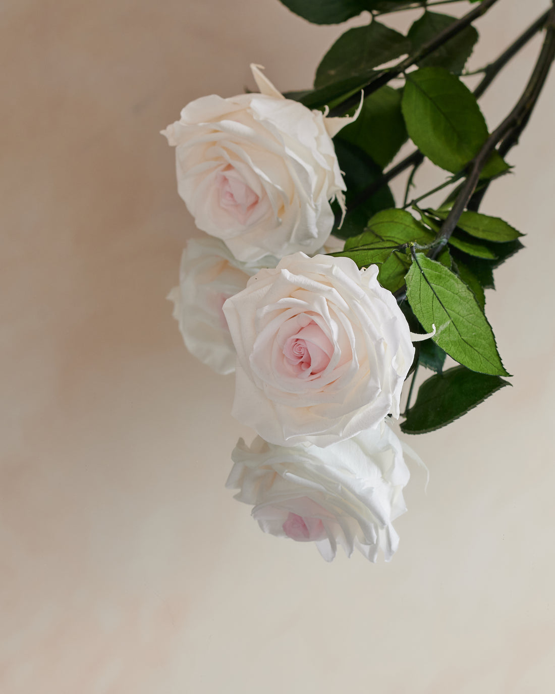 Single Long Stem - Rose
