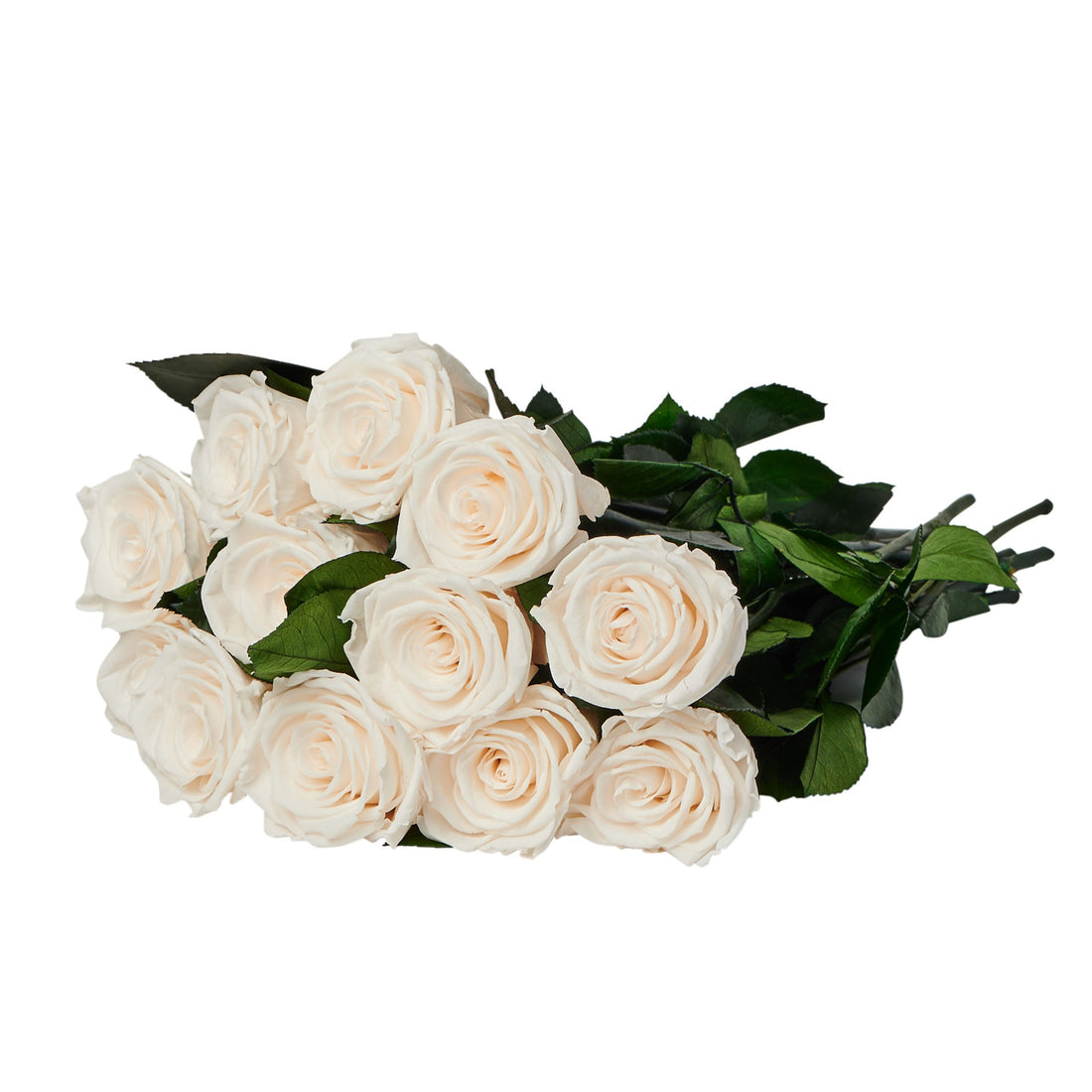 Dozen Long Stems Roses by La Fleur Lifetime Flowers
