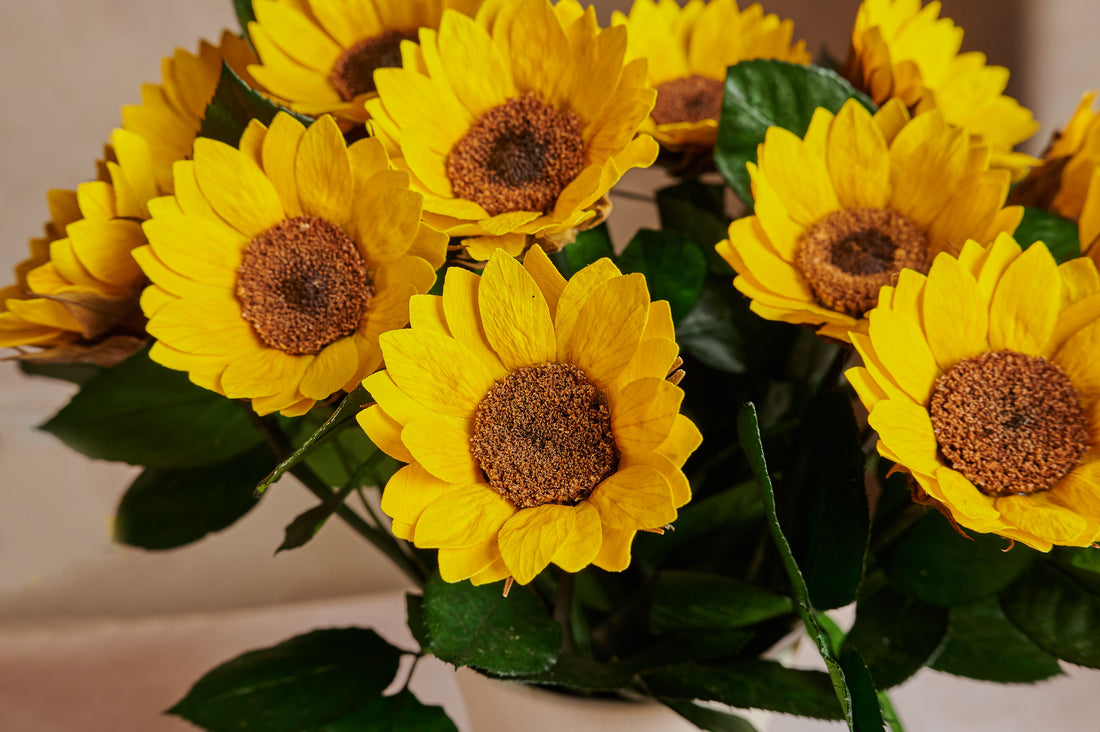 Creme Dozen Sunflowres by La Fleur Lifetime Flowers