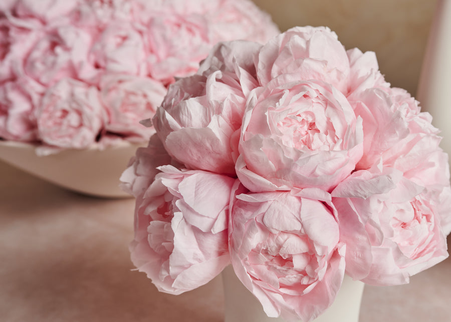 Creme Peony Dôme by La Fleur Lifetime Flowers