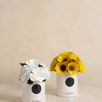 Sunflower Super Petit Dome
