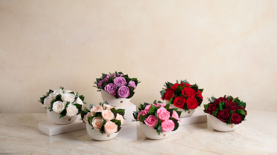 Jolie Grande - Rose
