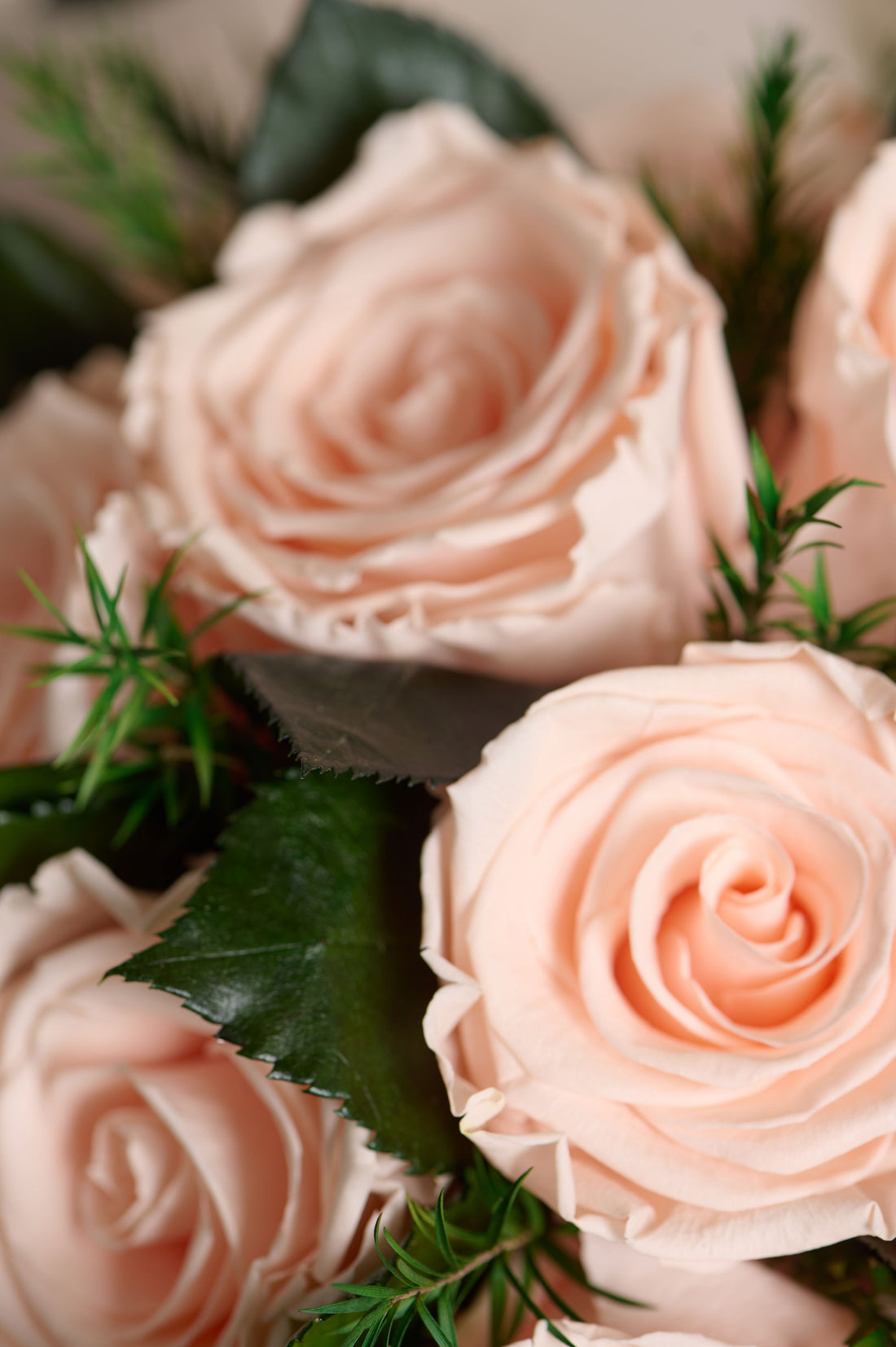 Jolie Grande - Rose