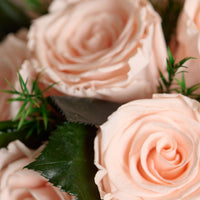 Jolie Grande - Rose