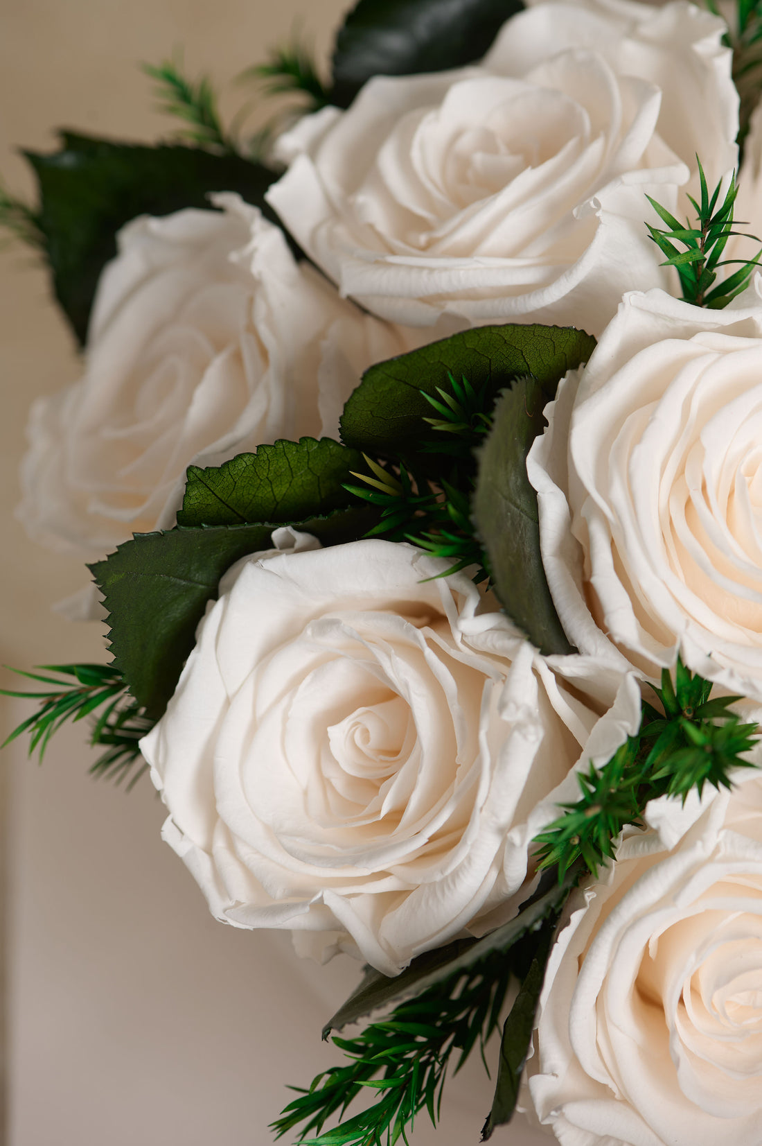 Jolie Grande - Rose