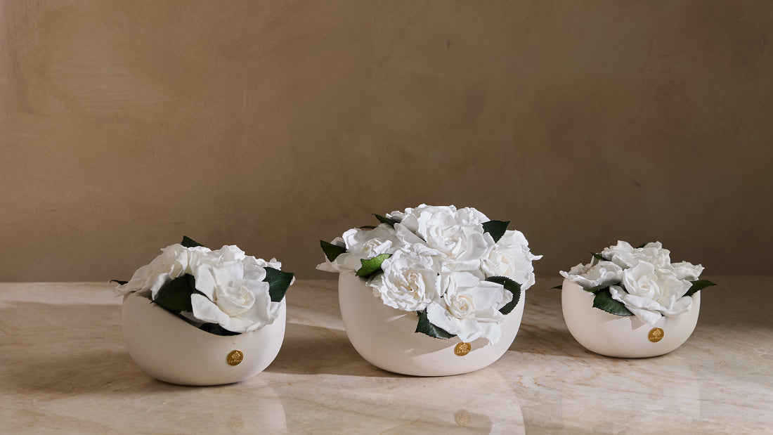 Jolie Petite - Gardenia