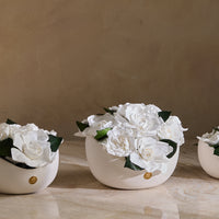 Jolie Petite - Gardenia
