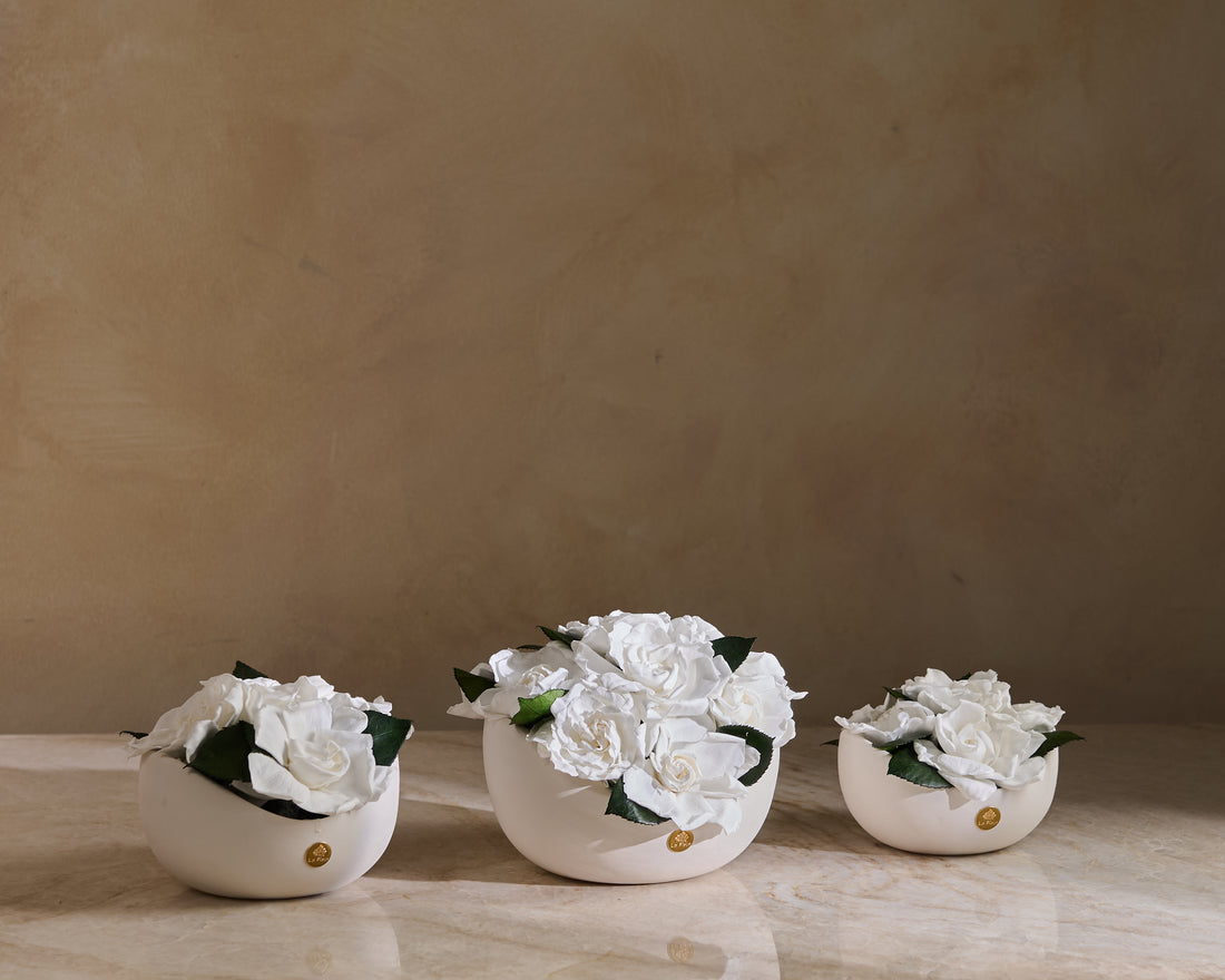 Jolie Grande - Gardenia