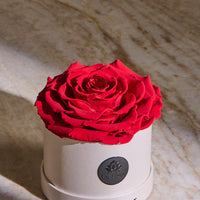 Birthstone Collection - January