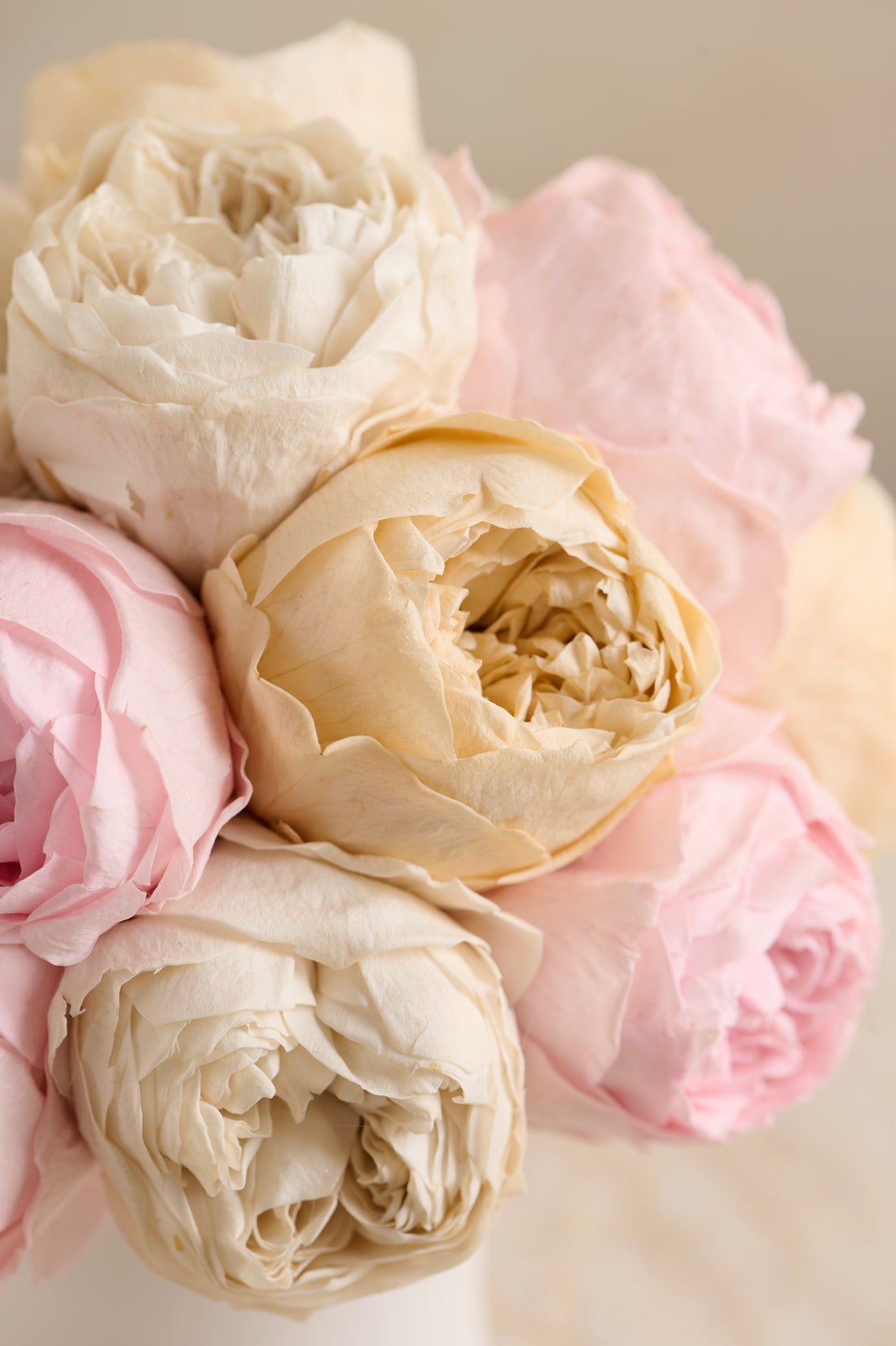 Creme Peony Rosette Dôme