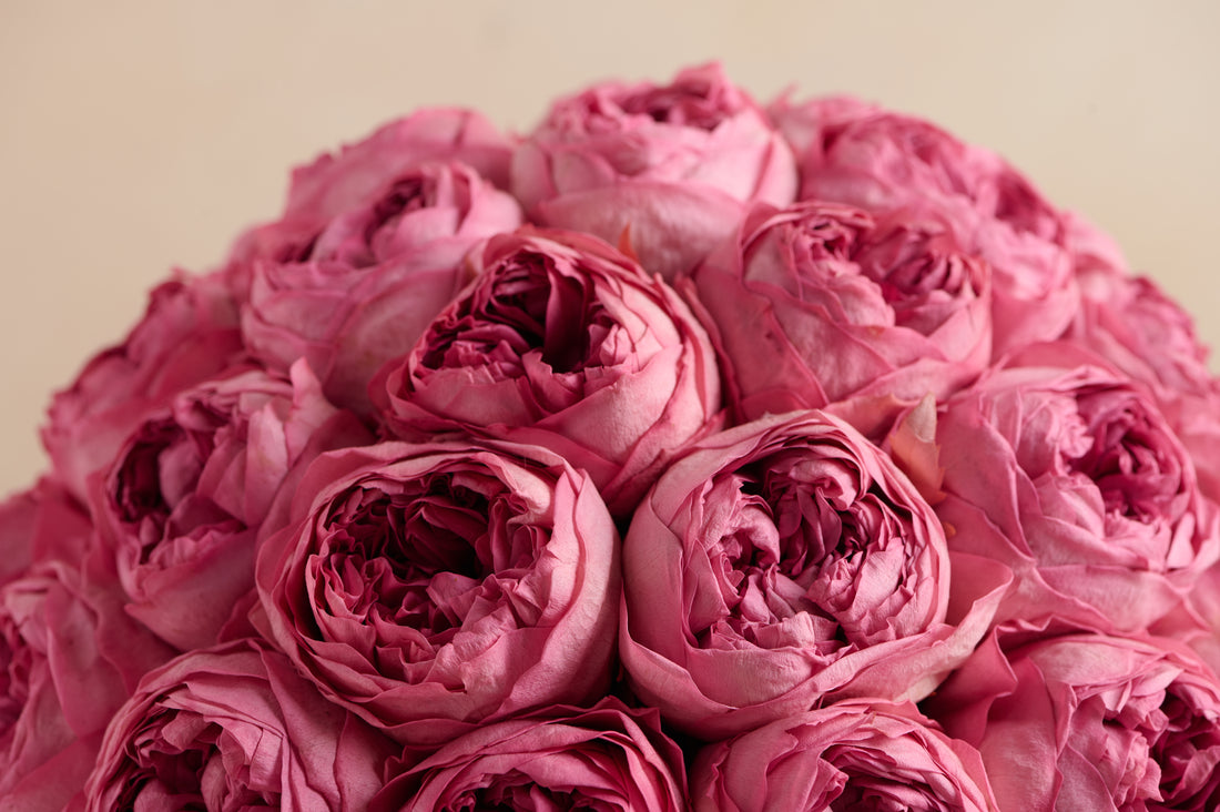 Grande Creme Peony Rosette
