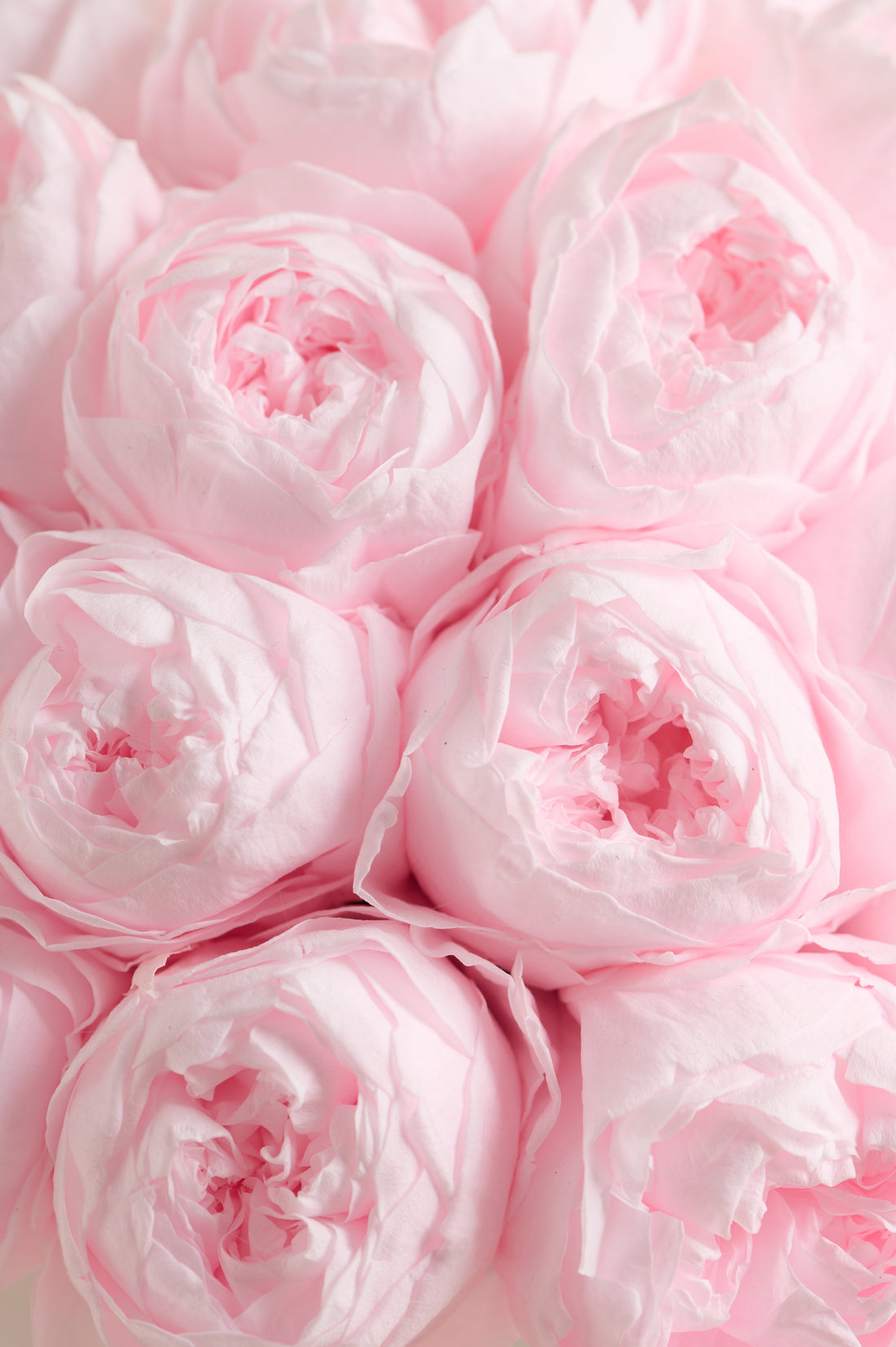 Grande Creme Peony Rosette