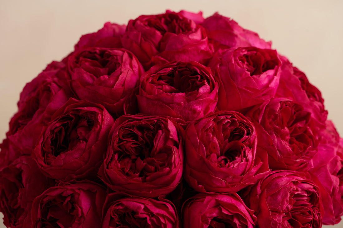 Grande Creme Peony Rosette