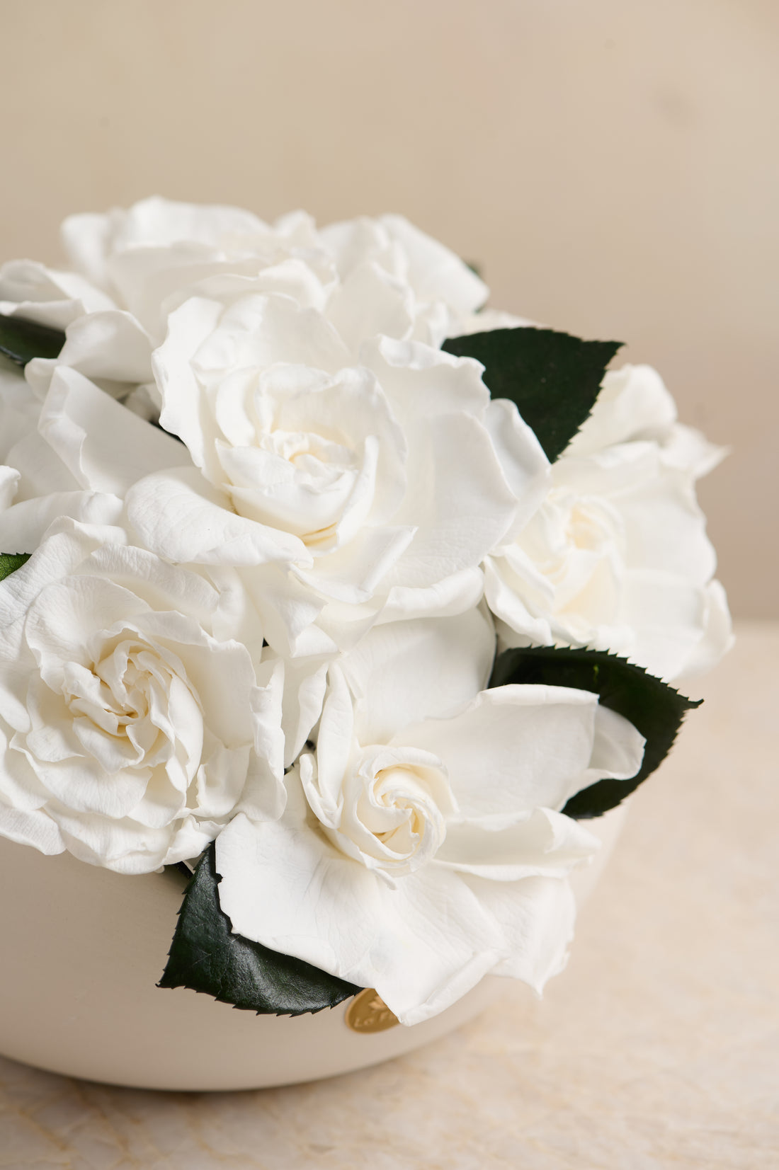 Jolie Grande - Gardenia