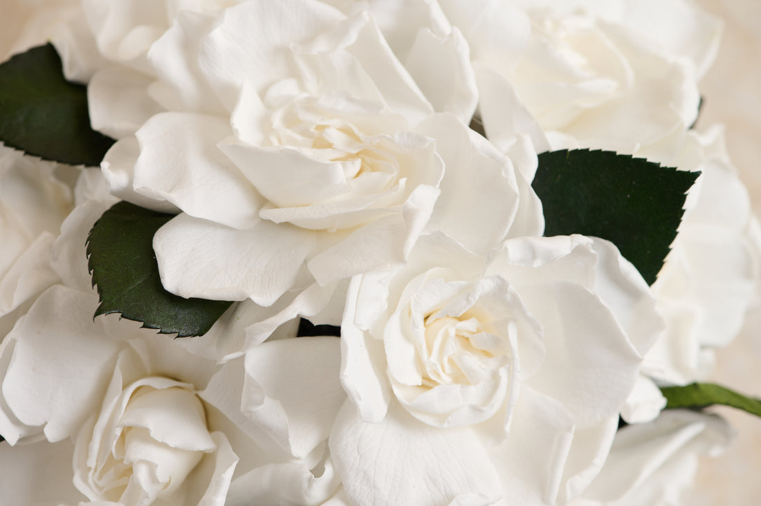 Jolie Grande - Gardenia