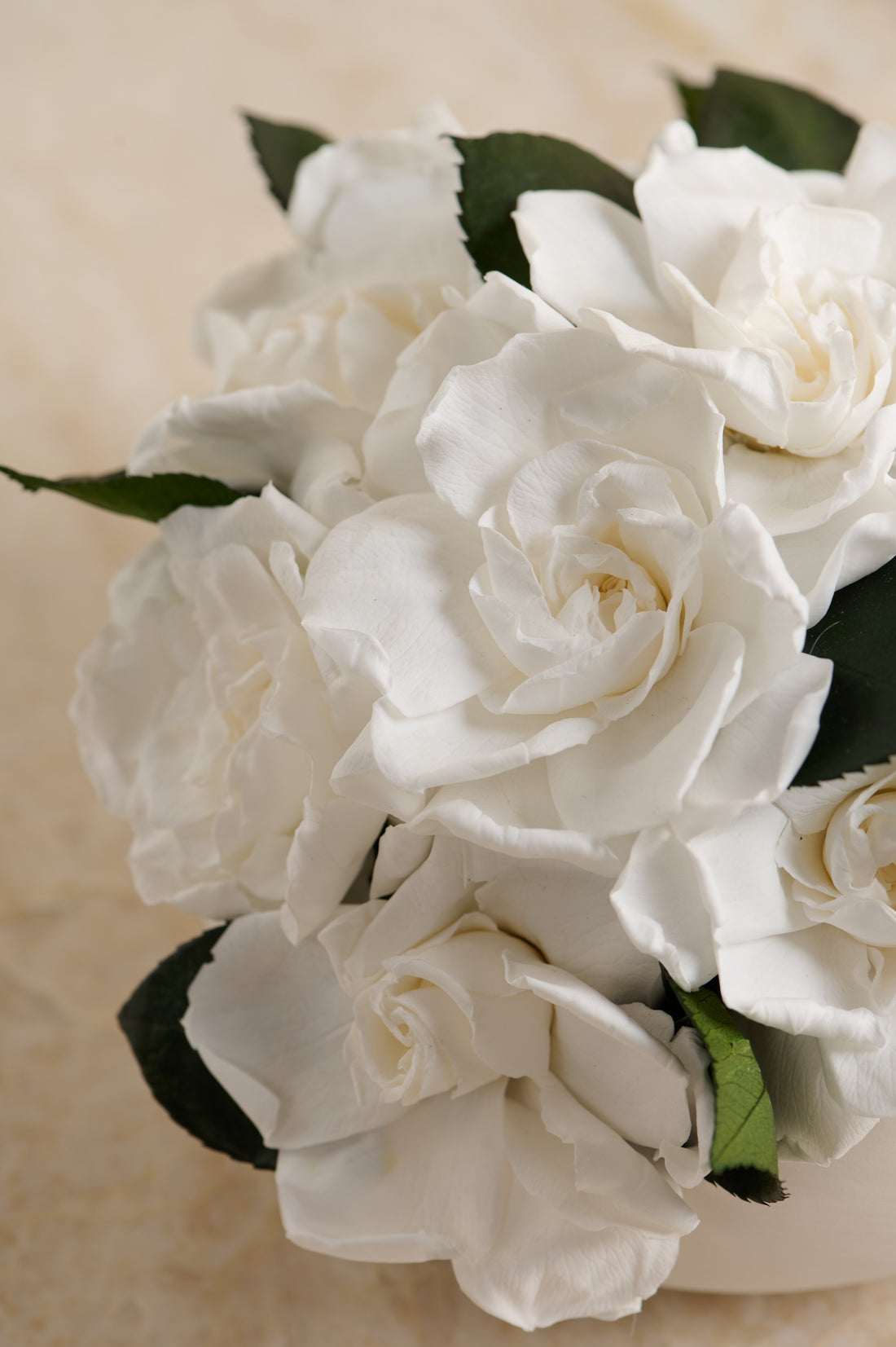 Jolie Petite - Gardenia