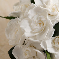 Jolie Petite - Gardenia