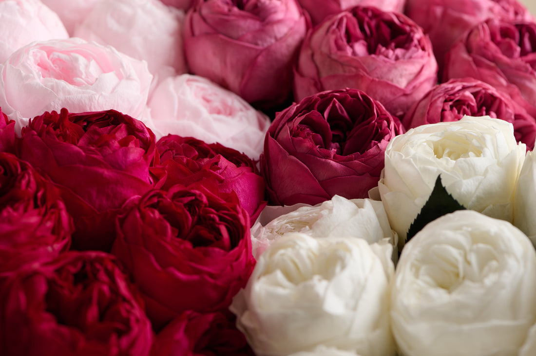 Creme Dozen Peony Rosette