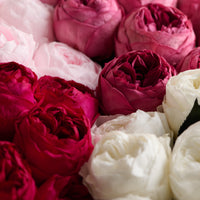 Creme Dozen Peony Rosette