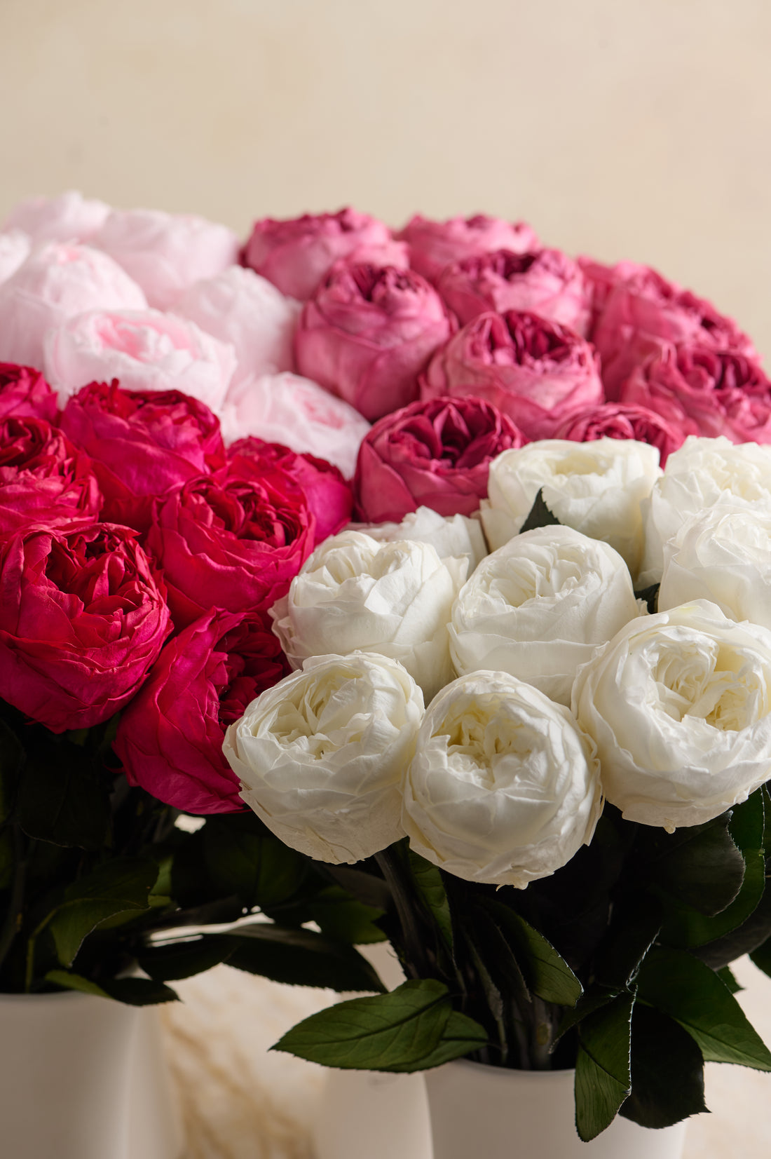 Creme Dozen Peony Rosette
