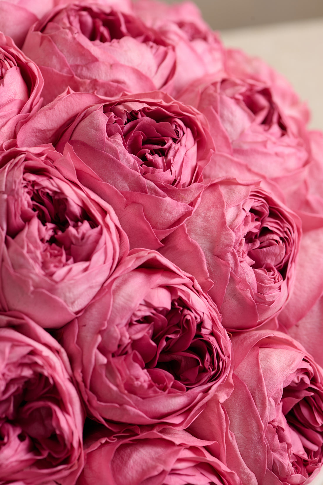 Grande Creme Peony Rosette