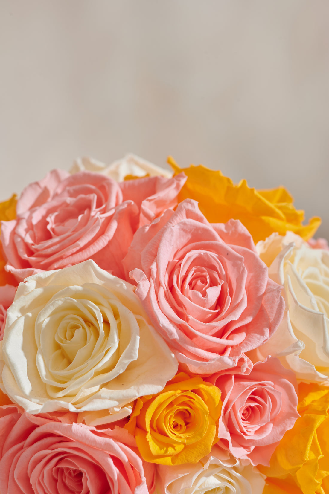 Creme Roses Dôme