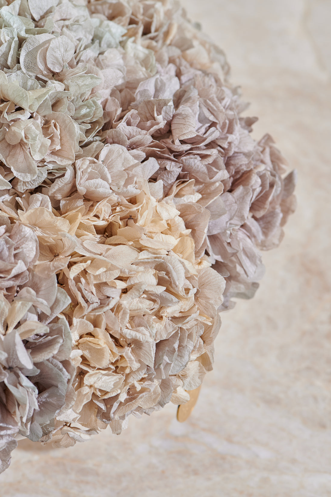 Grandiose Hydrangea